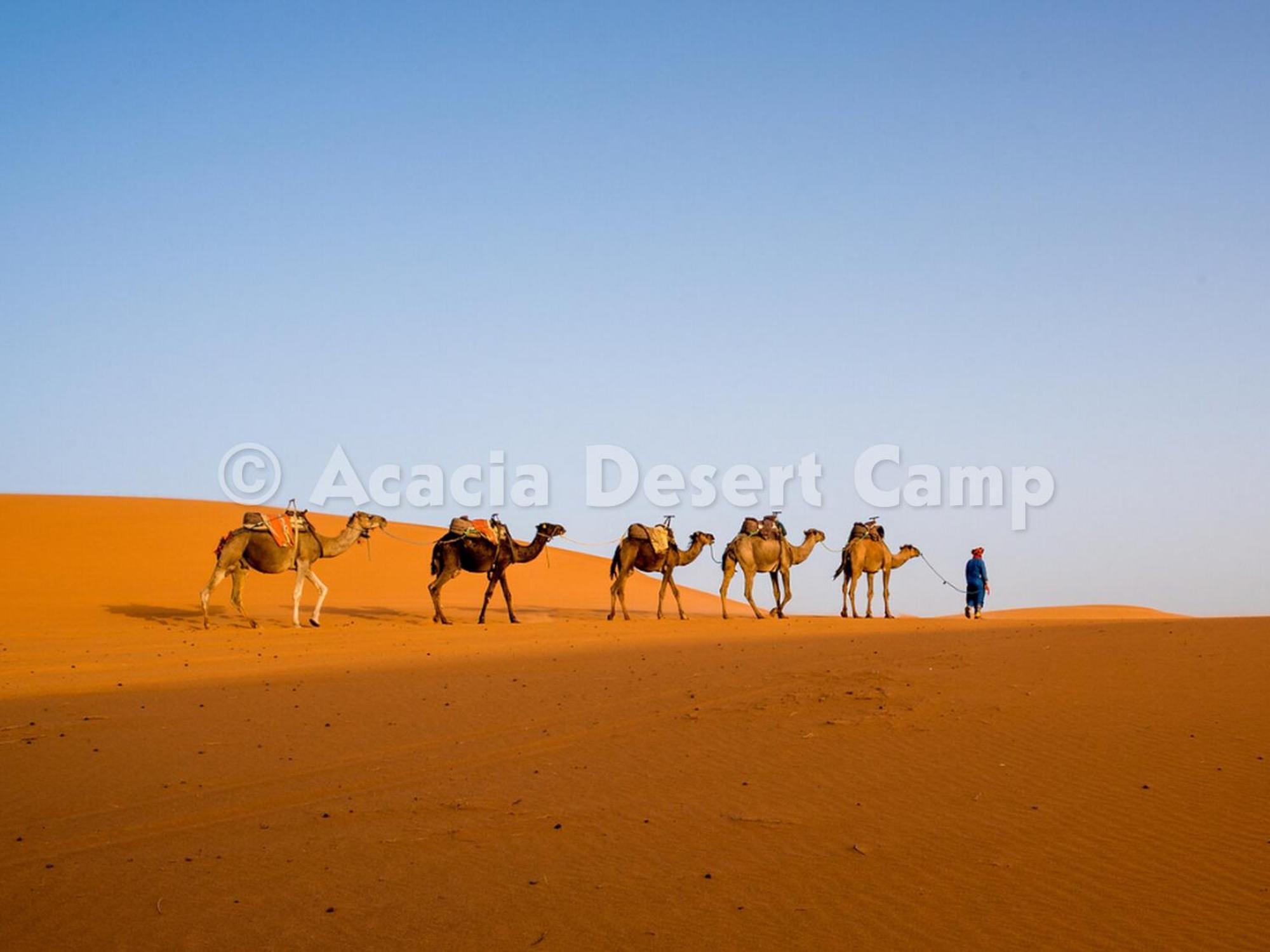 Acacia Desert Camp Hotel Merzouga Exterior foto